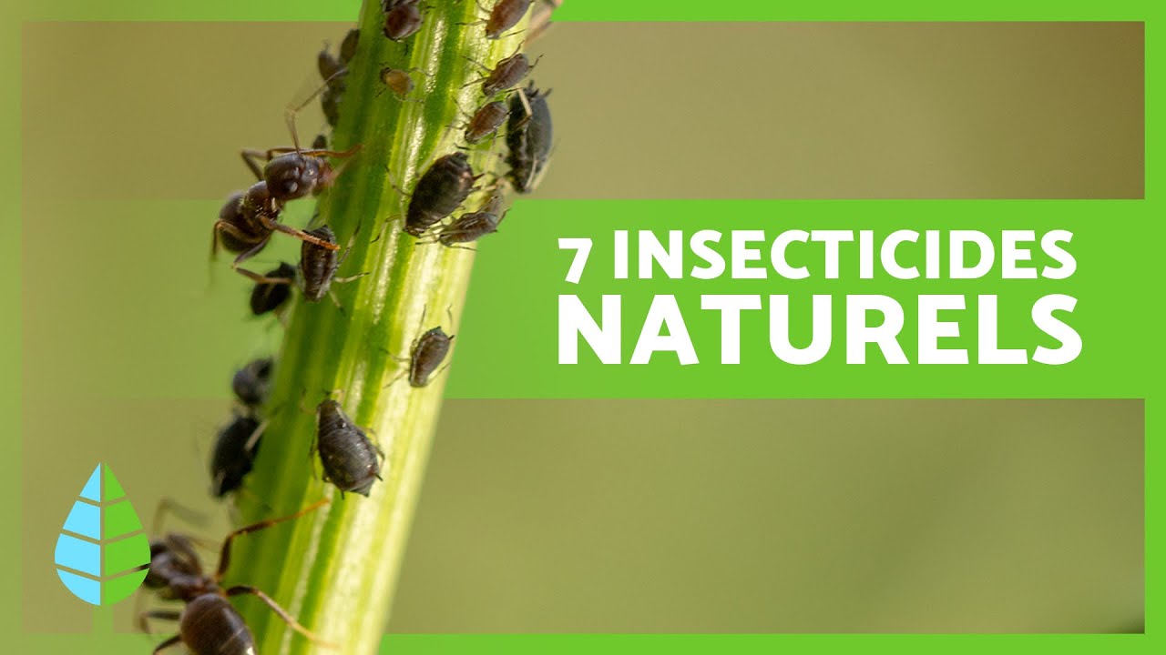 INSECTICIDES NATURELS pour PLANTES 🕷️❌ Éliminez les pucerons, les mouches et les chenilles !