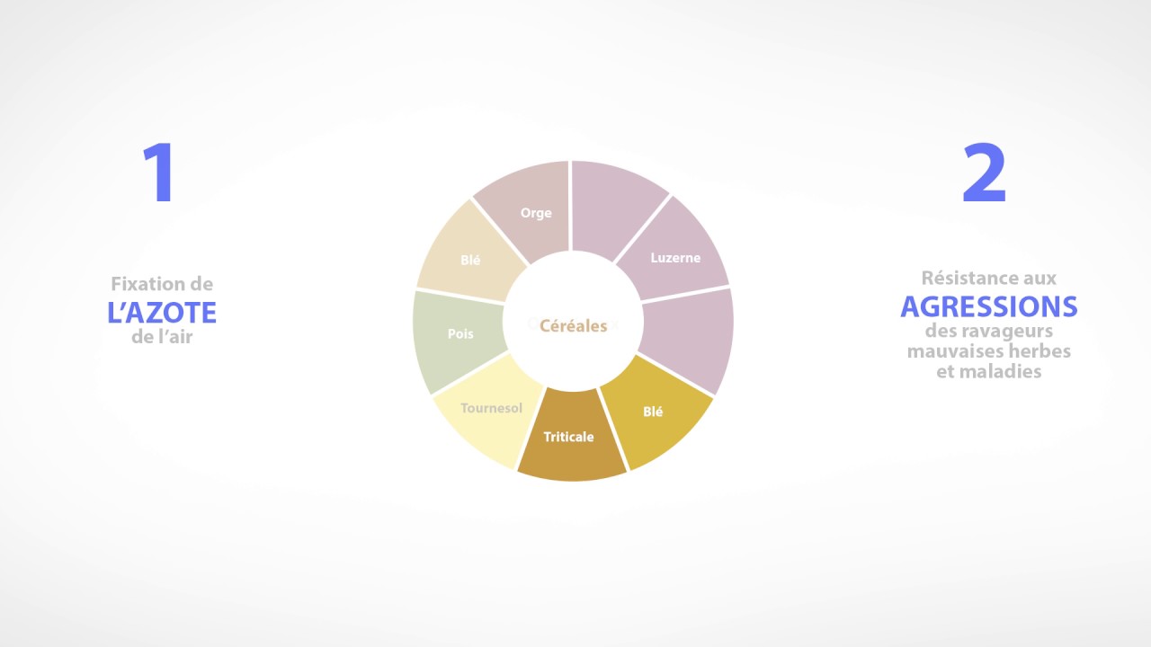Rotation des cultures