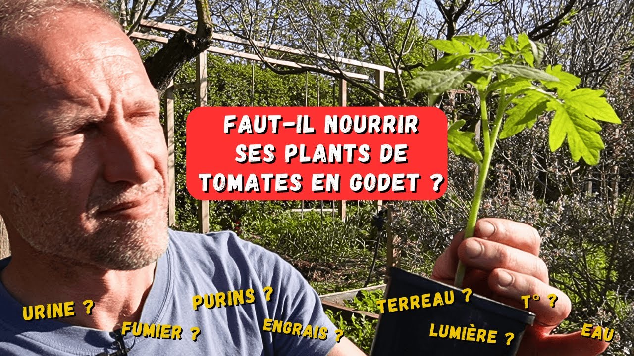 Comment avoir les plus beaux plants de tomates en godet ► Purins - Urine - Fumier - sang séché...?