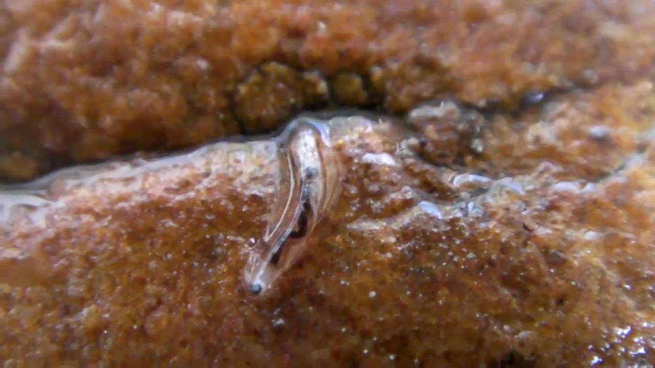 Larve de sciaride "mouche du terreau" Fungus gnat