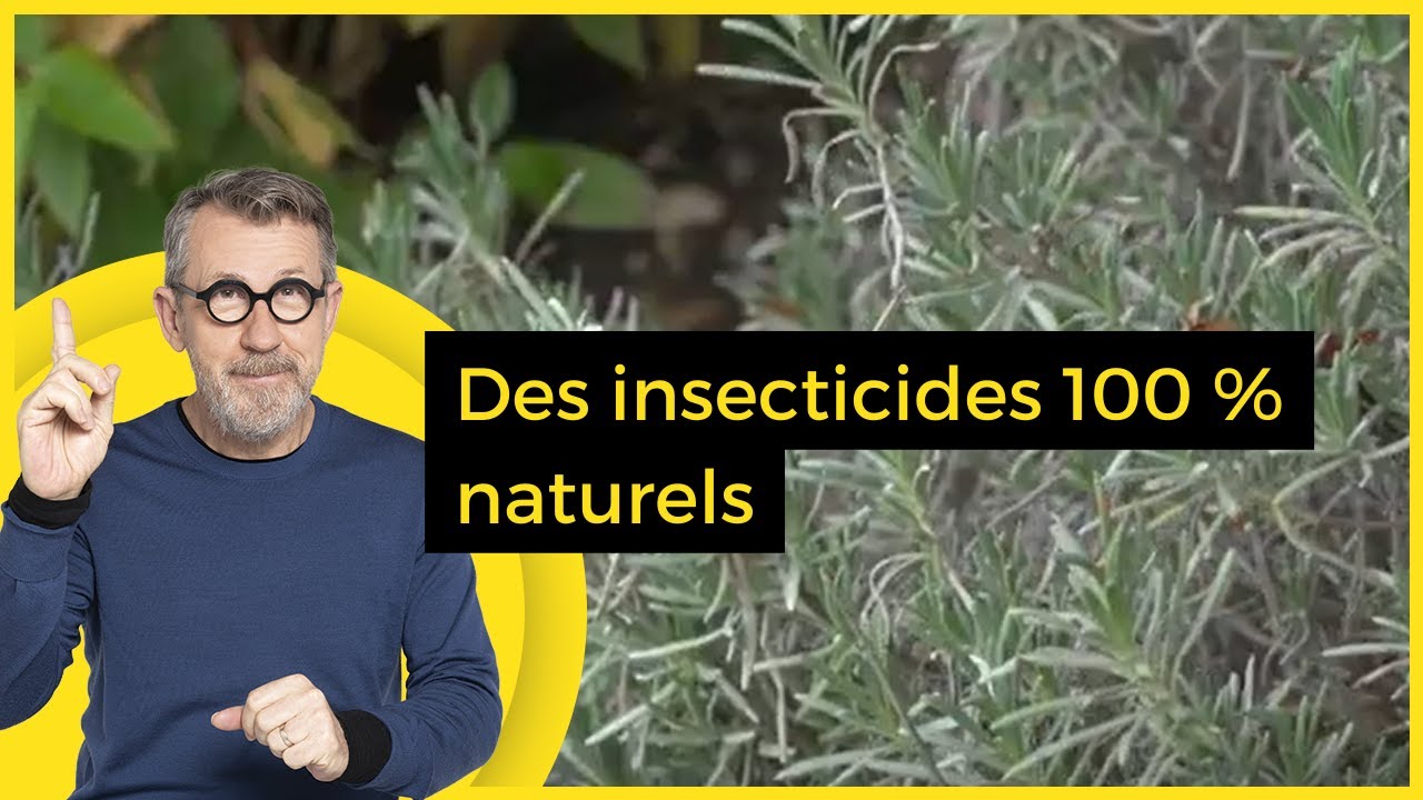 Des insecticides 100 % naturels - C Jamy