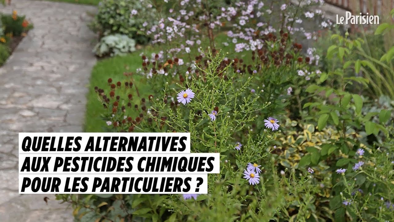 Pesticides chimiques interdits aux particuliers : 5 solutions alternatives