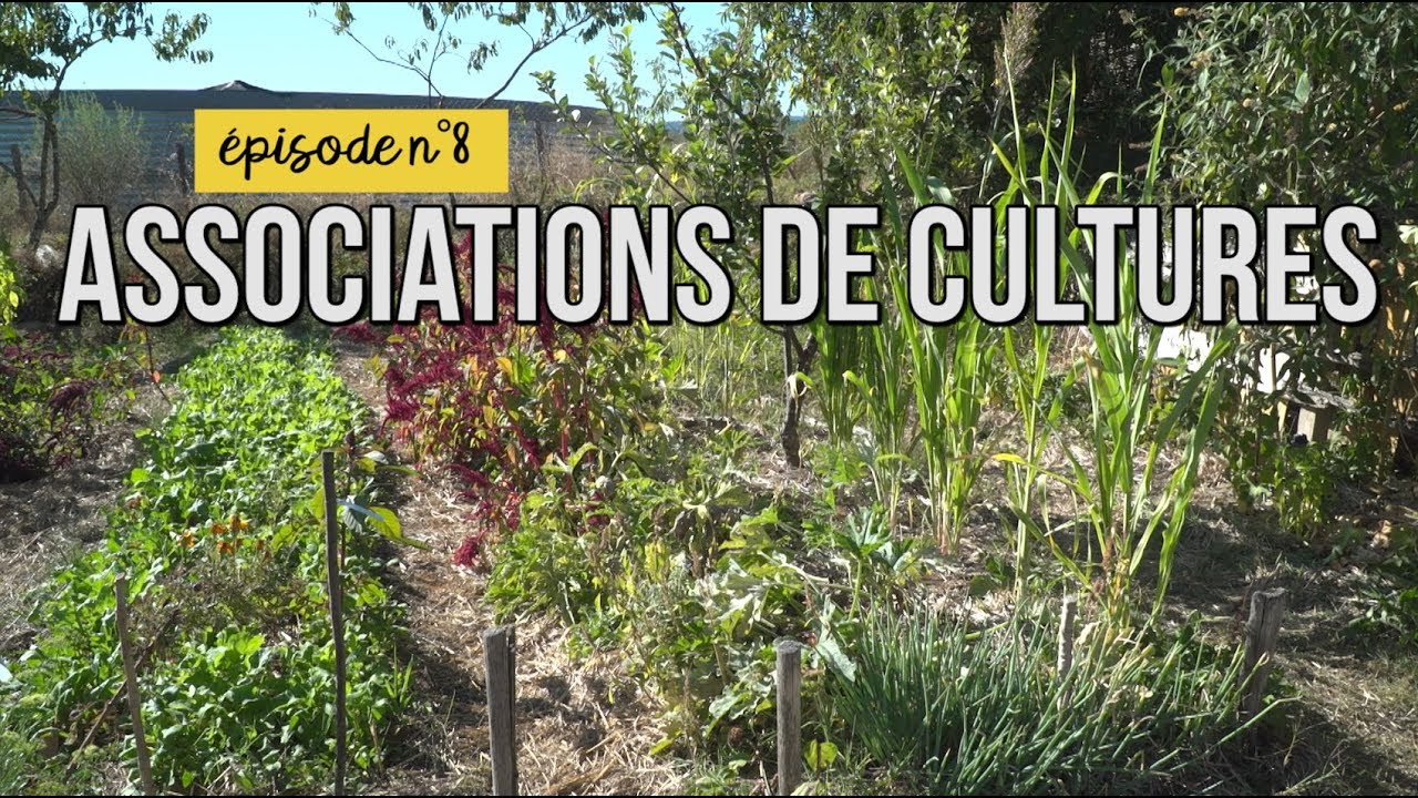 Mon jardin sans pesticides épisode n°8 : associations de cultures