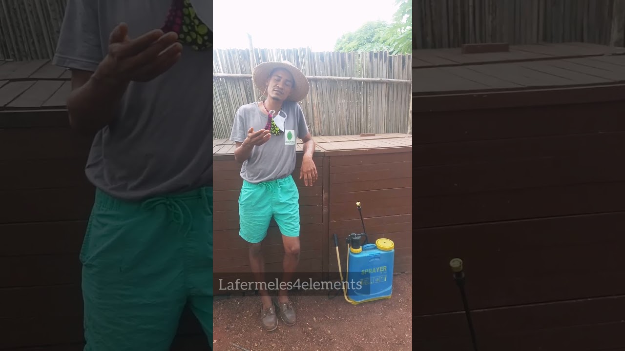 PRODUCTION D'UNE SOLUTION BASIQUE DE PRODUIT PHYTOSANITAIRE A BASE DE FEUILLES DE NEEM