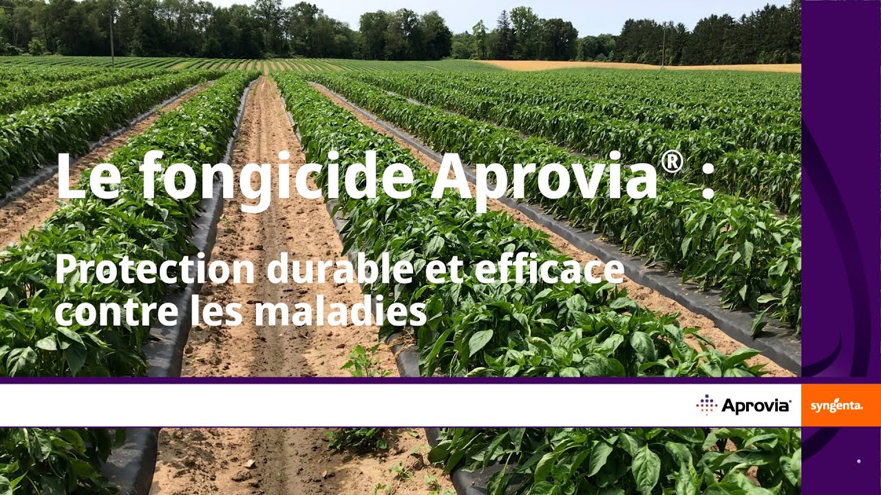 Le fongicide Aprovia® : Protection durable et efficace contre les maladies