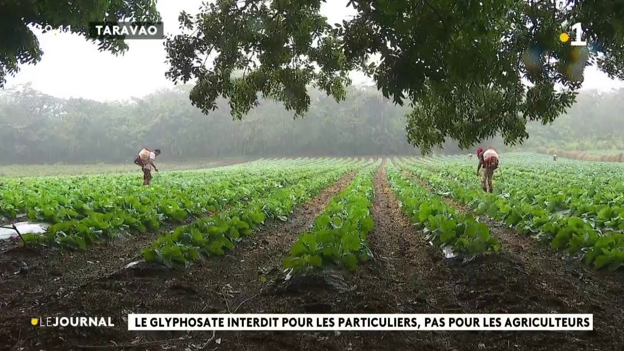 Glyphosate: le pesticide interdit aux particuliers mais pas aux professionnels.