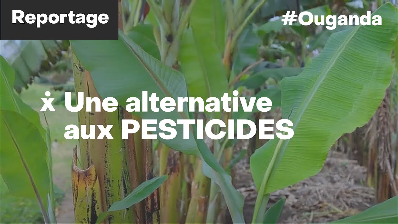 L'agroécologie comme alternative aux pesticides synthétiques en Ouganda