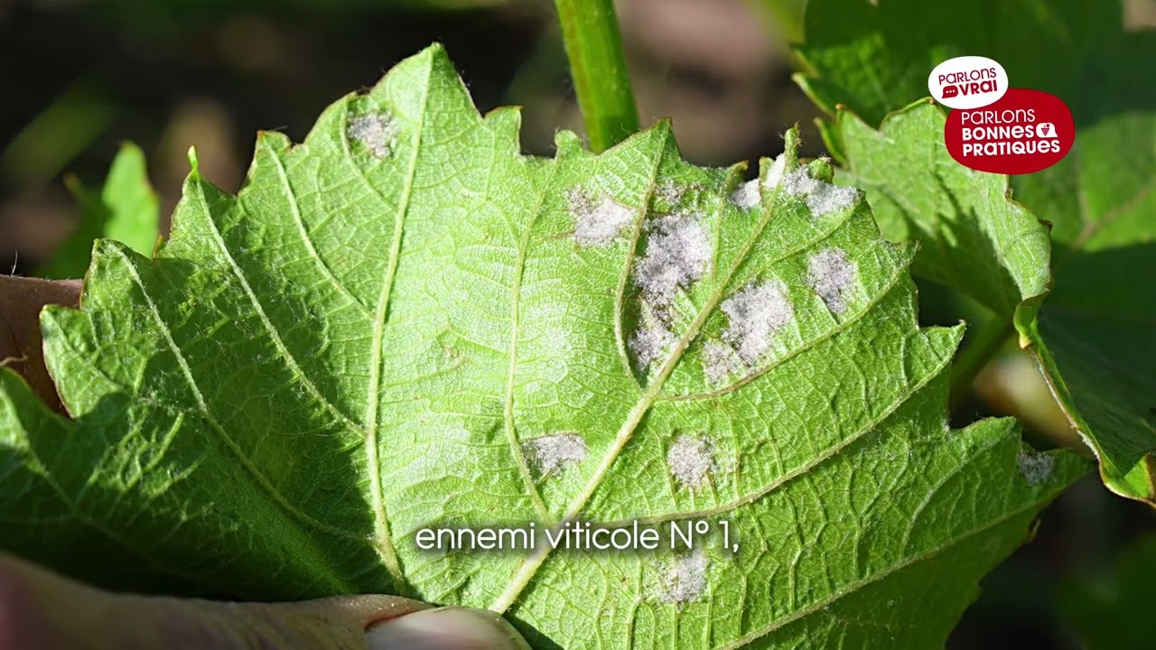 Règlementation abeilles : ce qui change pour les traitements en floraison 🍇🐝