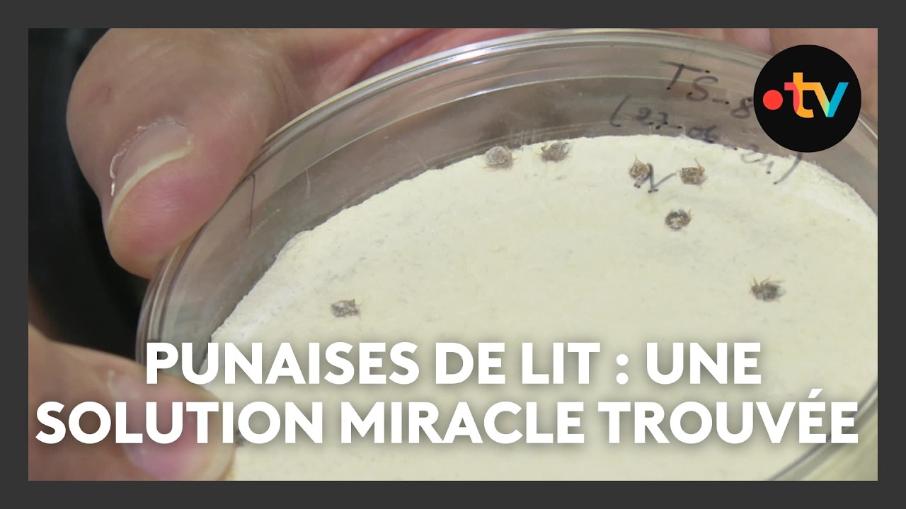 Lutte contre les punaises de lit : une solution miracle trouvée à Nice