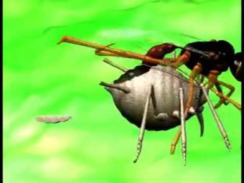 Lutte Biologique contre les ravageurs: cas des pucerons et des Acariens