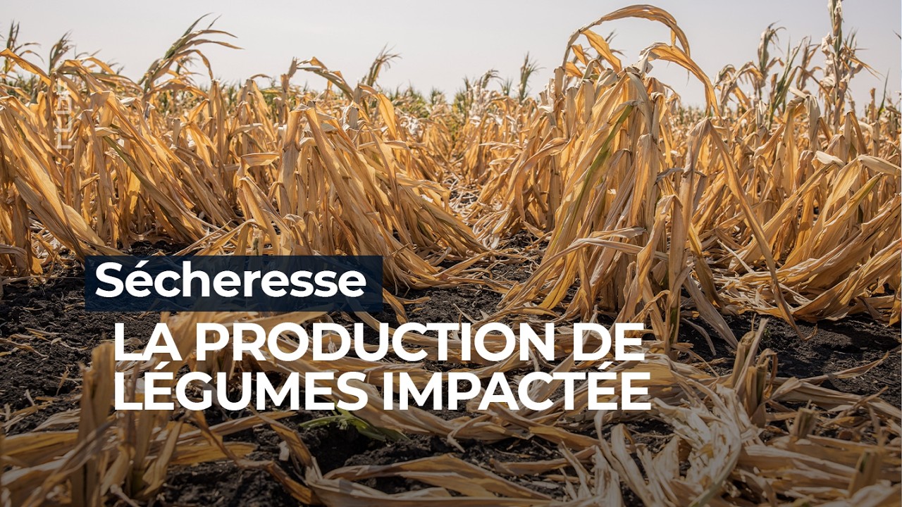 La production de fruits et légumes en forte baisse à cause de la chaleur - RTBF Info