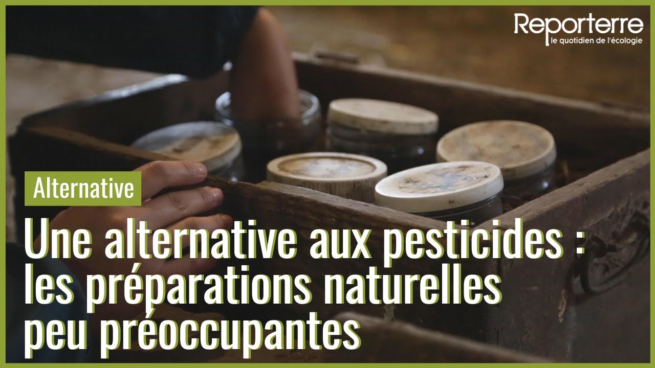Une alternative aux pesticides : les préparations naturelles peu préoccupantes