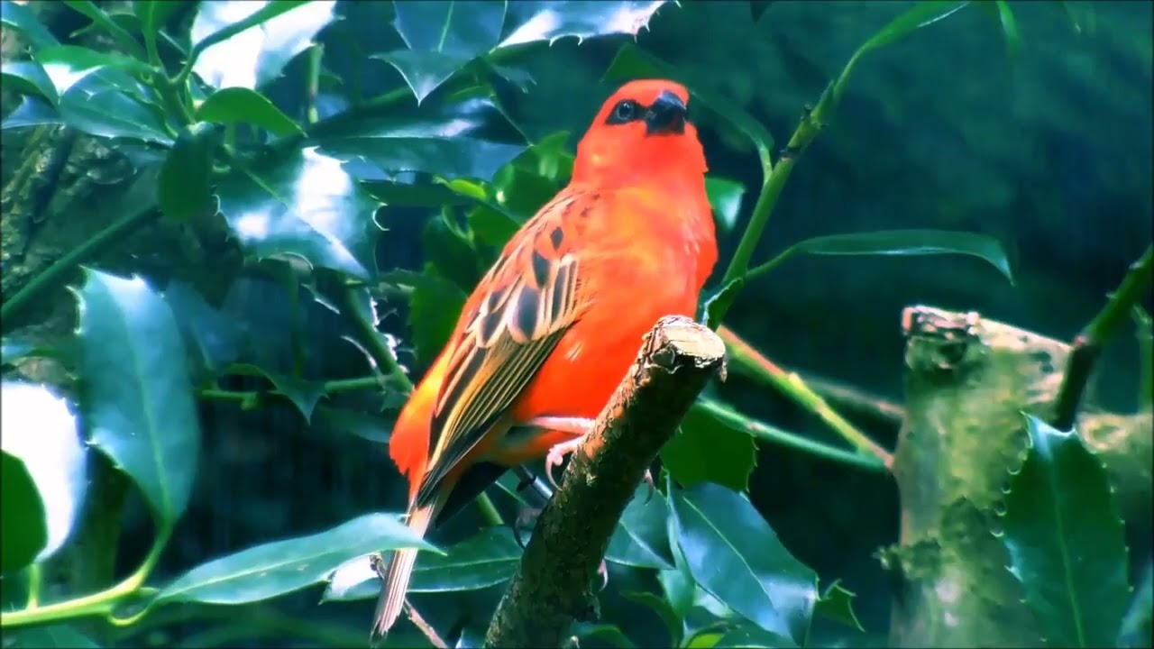 Seki ou Bizin Kone  Episode 6  utilisation des alternatives aux pesticides