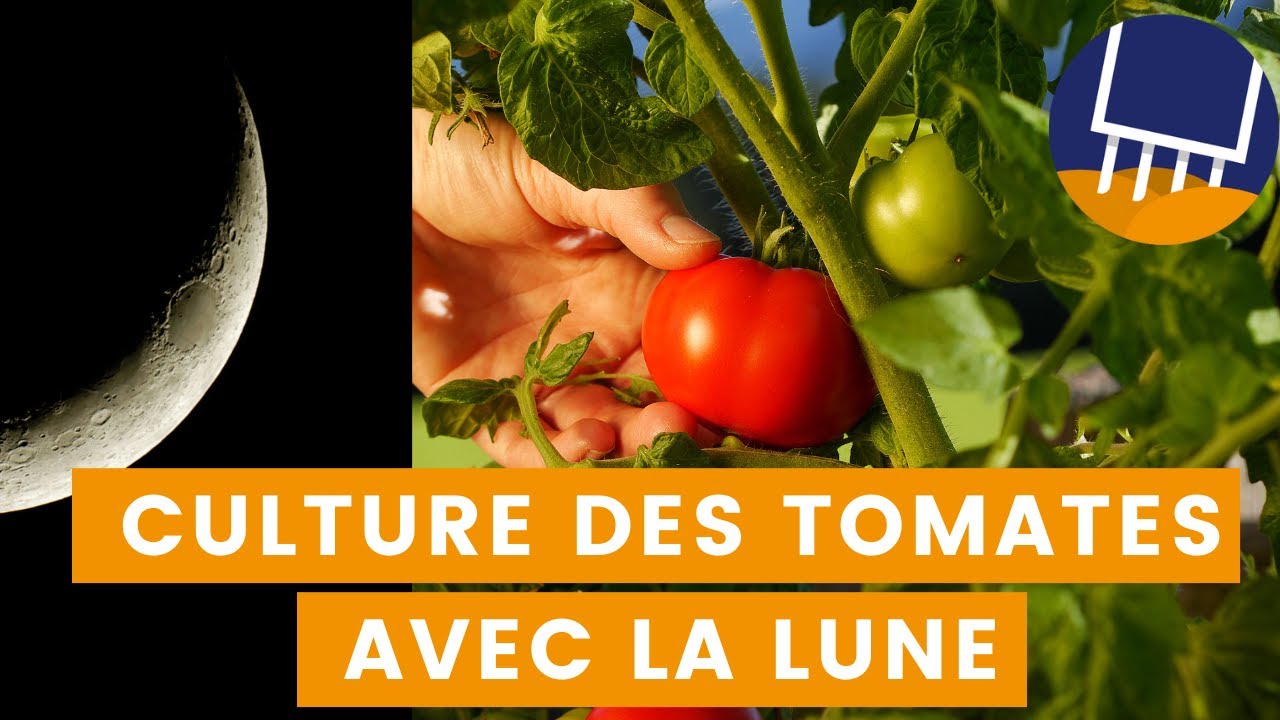 Comment réussir votre culture de tomates grâce à la lune. Quand semer les tomates ?