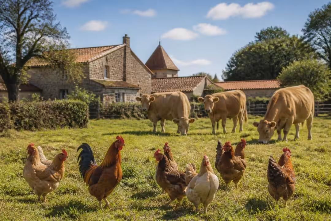 découvrez l'agroalimentaire en vendée, où traditions et qualité se conjuguent pour offrir des volailles d’exception et des viandes savoureuses, reflet du savoir-faire local.
