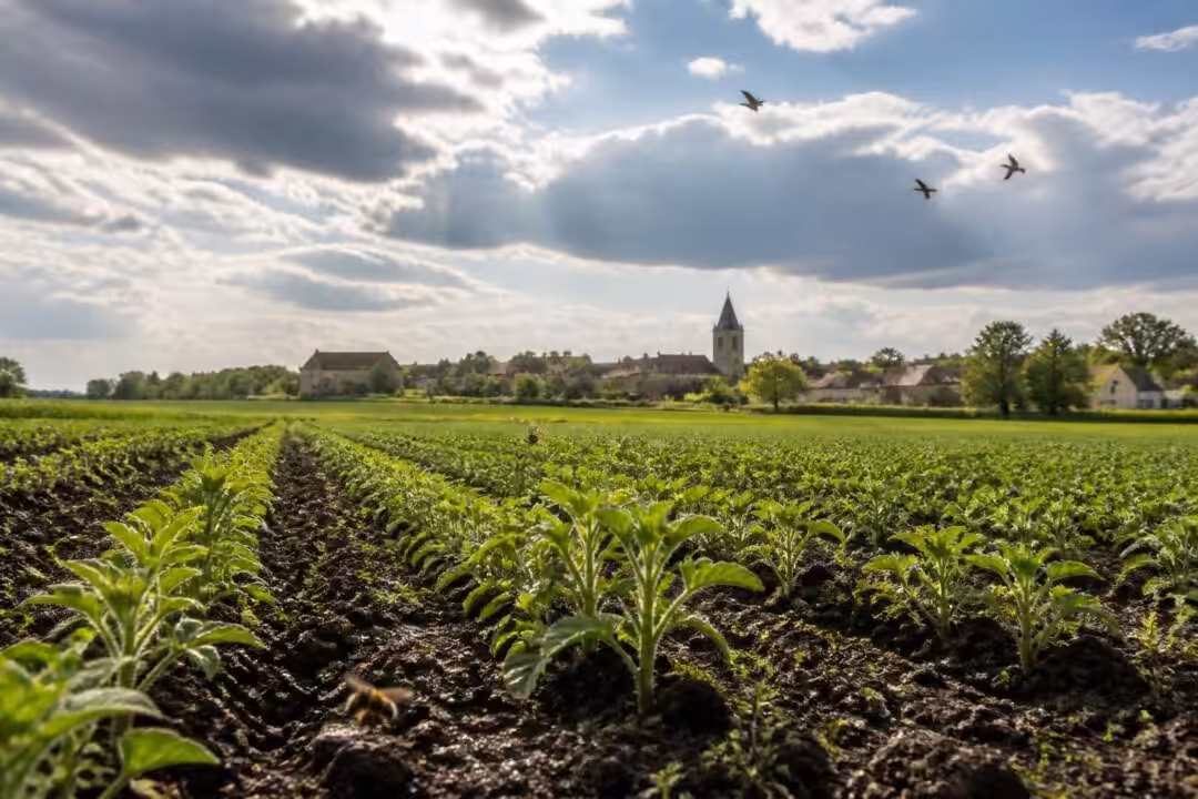 découvrez les prévisions météorologiques agricoles actuelles à loivre pour mieux planifier vos activités et optimiser vos récoltes.