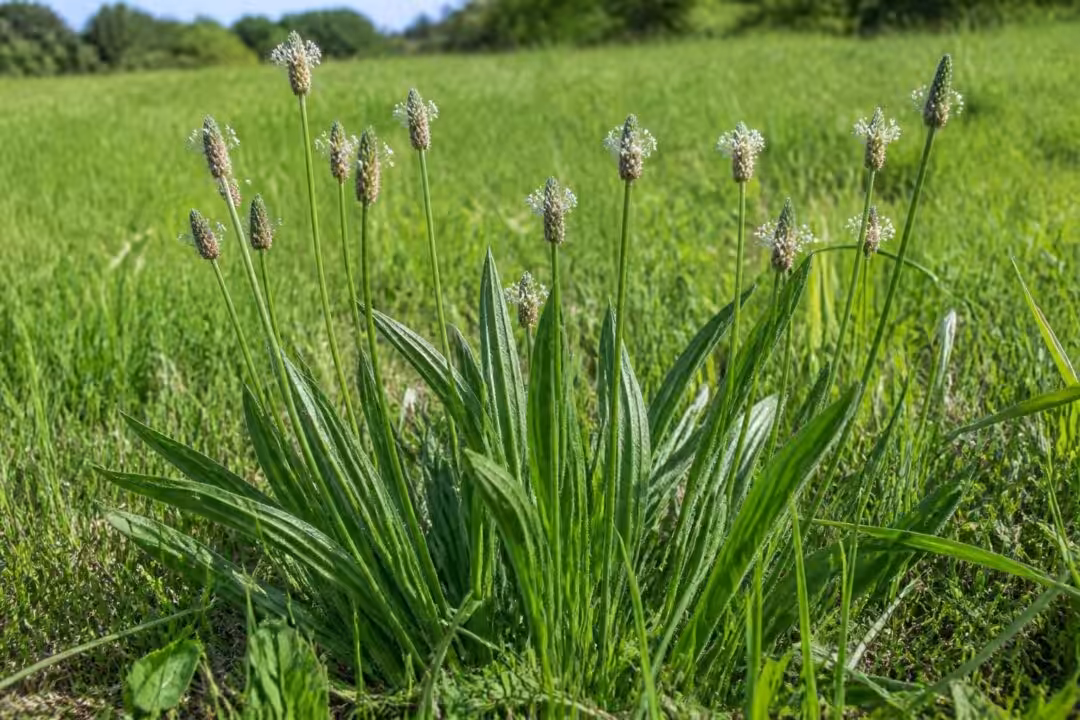 découvrez tout sur le plantain lancéolé, une plante fourragère essentielle : caractéristiques, bienfaits et utilisations.