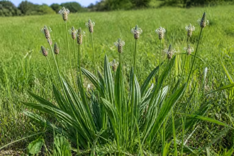 découvrez tout sur le plantain lancéolé, une plante fourragère essentielle : caractéristiques, bienfaits et utilisations.