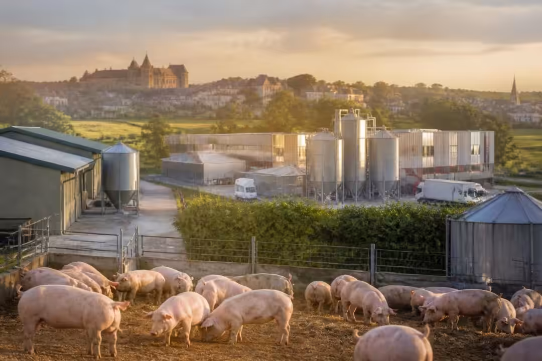 découvrez pontivy, le centre dynamique de l'agroalimentaire porcin dans le morbihan, alliant tradition et innovation pour garantir qualité et savoir-faire.
